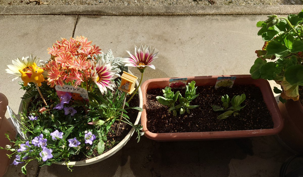 らんらんる～ tweet media