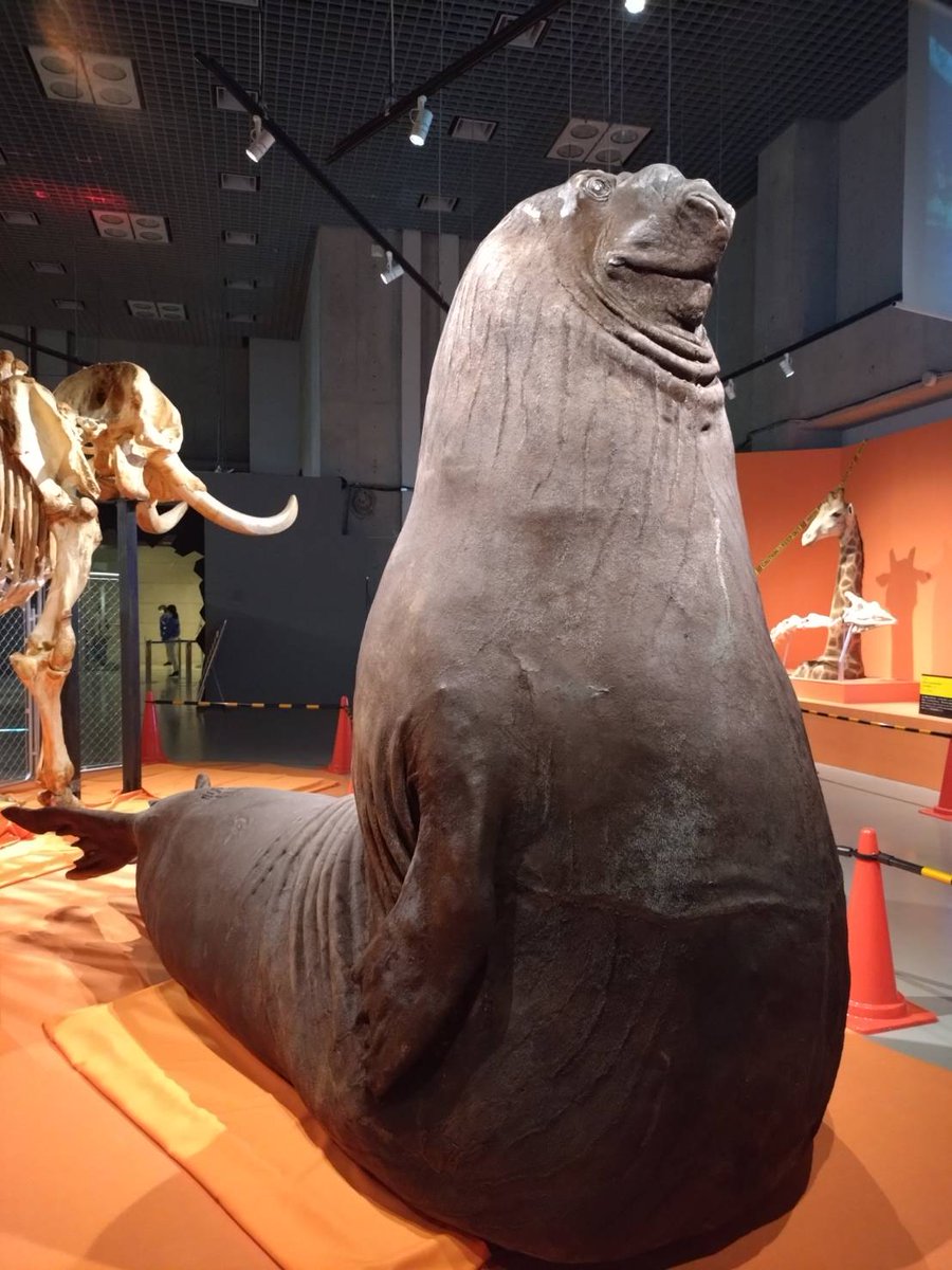 けいてぃー@大爆ﾀﾋ王 tweet media