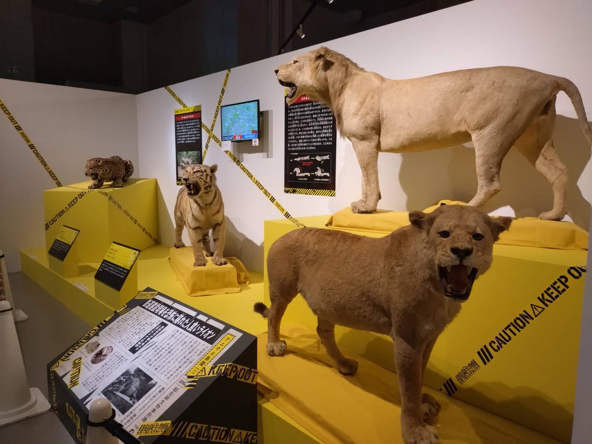 けいてぃー@大爆ﾀﾋ王 tweet media