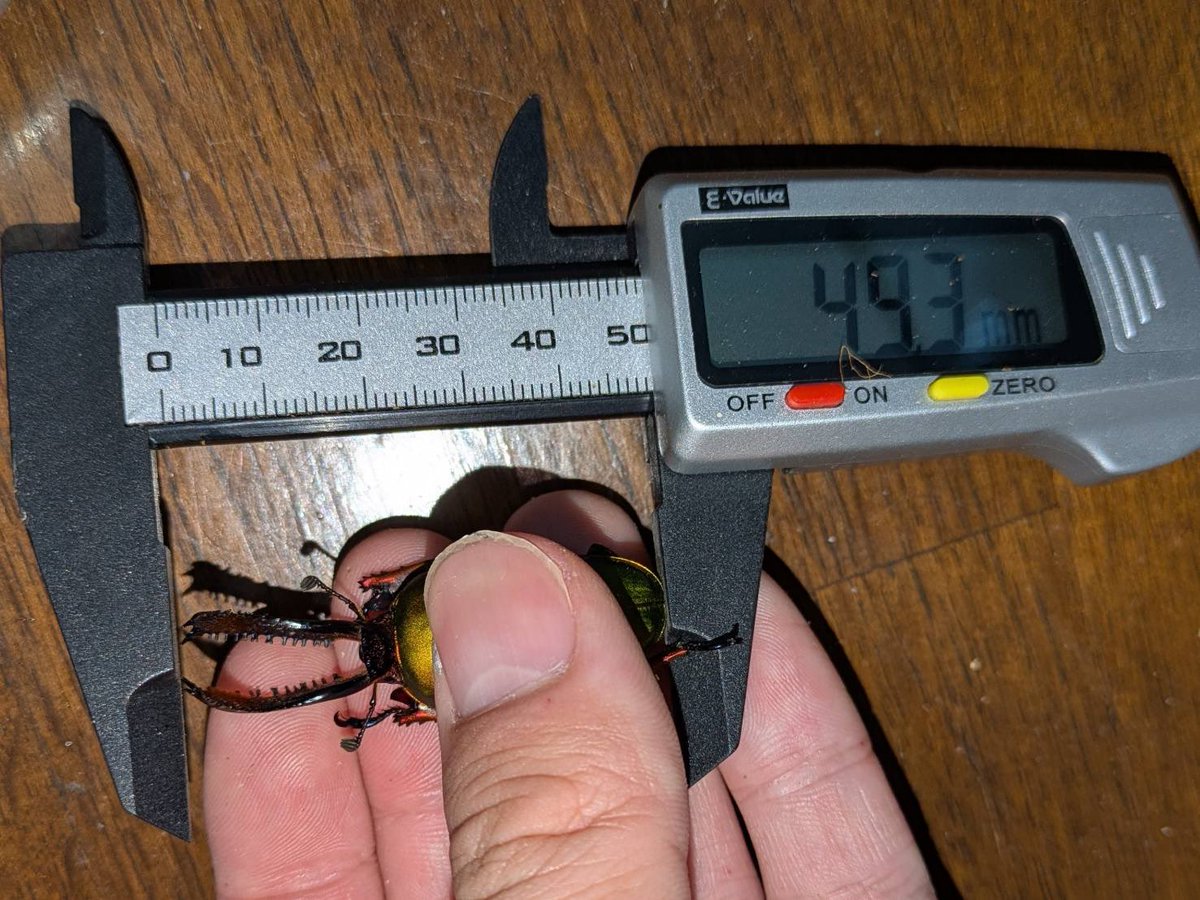 だいすけ tweet media