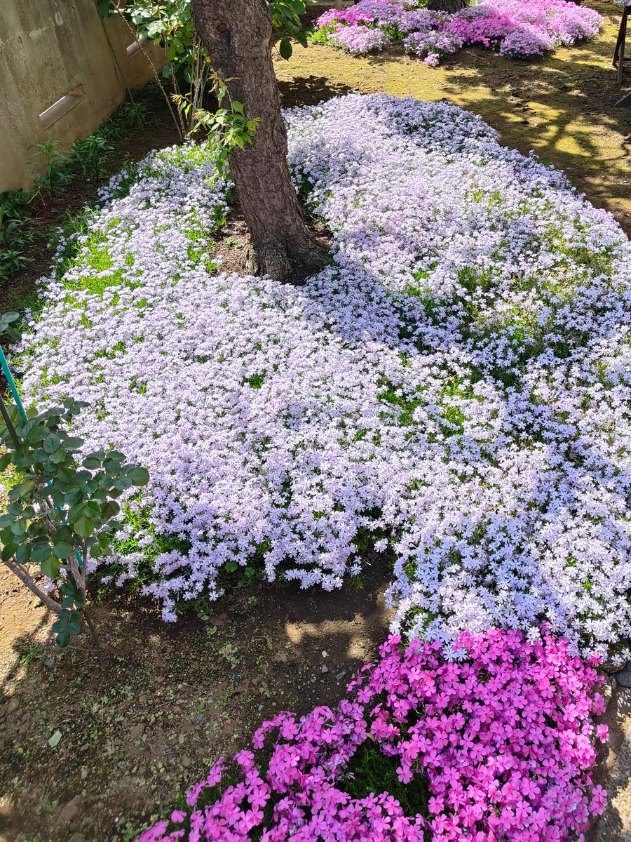 シンジ448 tweet media