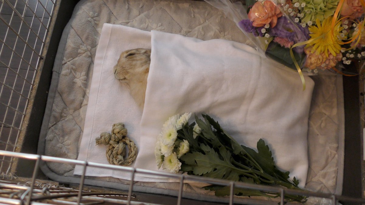 senta_channel's tweet image. 救出してくれた人との対面を果たすせんた🐰
Senta meets the one who rescued him🐰

▶️YouTube
youtu.be/mUza6mN7qYY

#うさぎ #rabbit #bunny