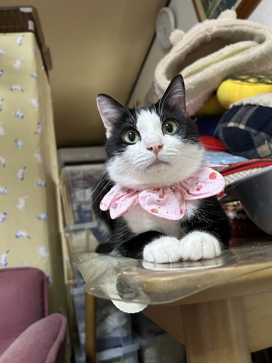 迷子猫