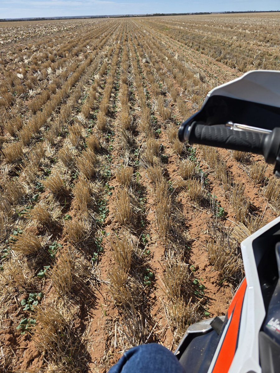 TyTekAg's tweet photo. 260km loop today, Badgerin-Kirwan-Sth Beacon-Koorda-Cowcowing.
Pre (Narelle trough) rain sowing, 15-25plants/m2, 2-4leaf emergence, after rain 2-8p/m2, cot-2leaf emerged, later sowing haven't emerged yet and will be hit and miss.
70-110mm rain YTD. https://t.co/HOMw11gDE0