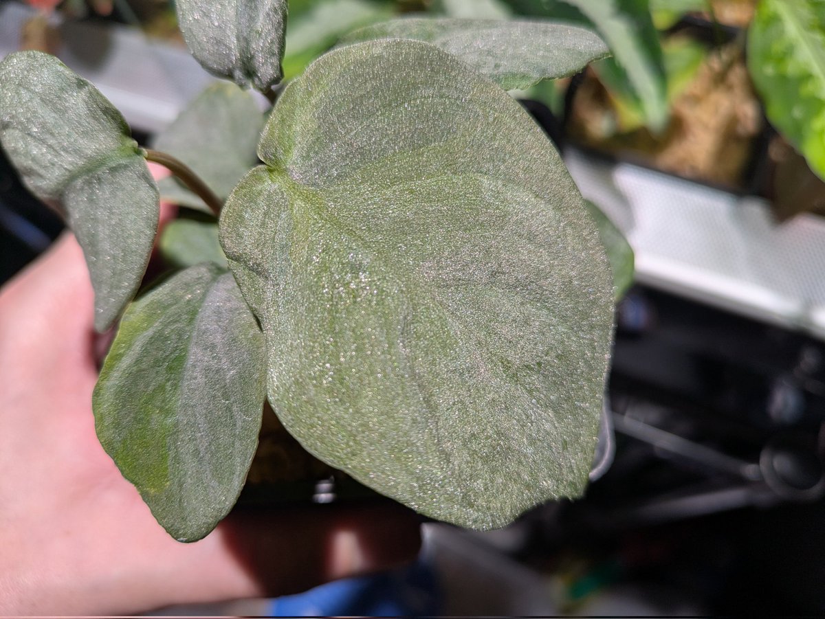 げいる tweet media