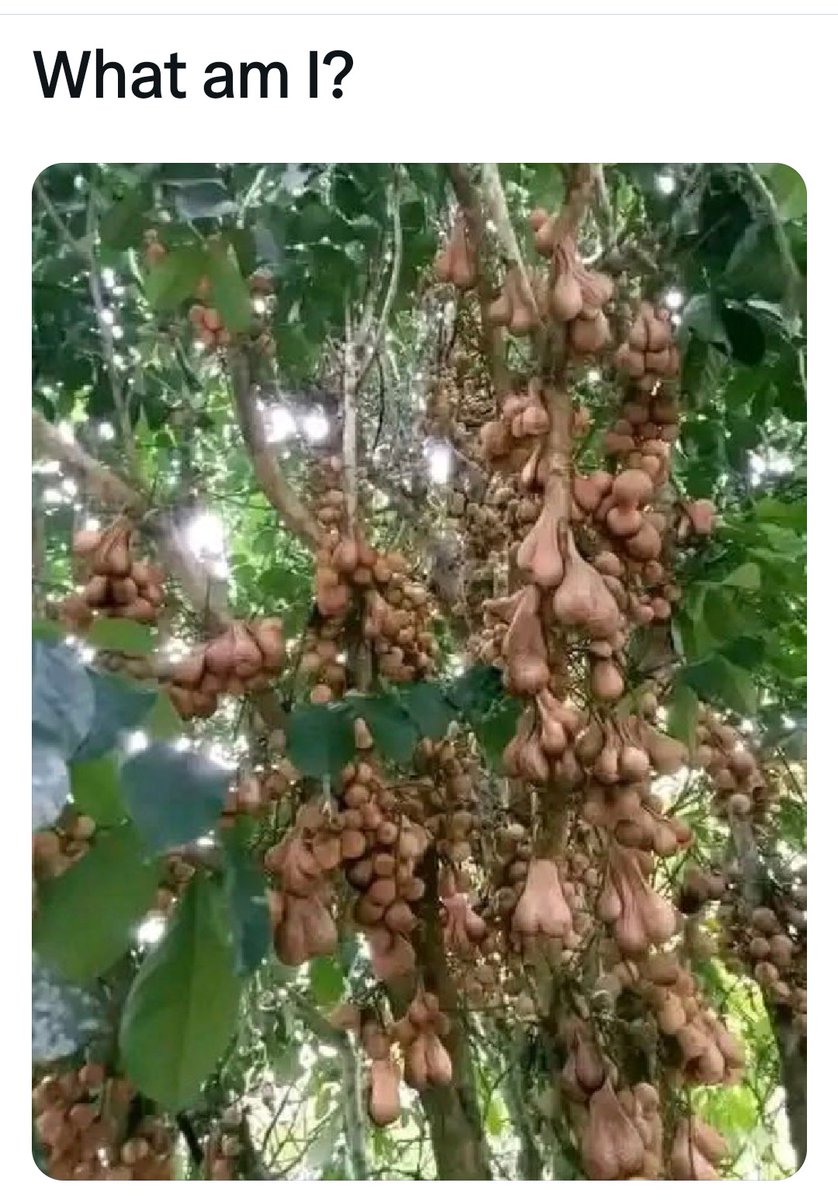 FACHAZOi🇪🇦 tweet media