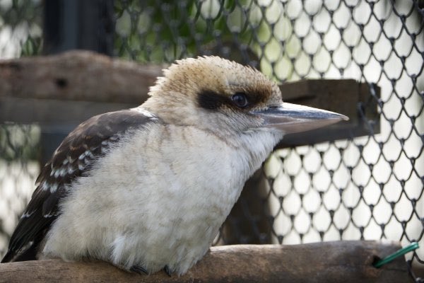 mensore21's tweet image. ワライカワセミ🍙
江戸川区自然動物園

#ワライカワセミ #Kookaburra #カワセミ #kingfisher #江戸川区自然動物園
#鳥 #動物園 #bird #zoo #鳥写真好きな人と繫がりたい #鳥好きな人と繫がりたい #鳥が好き 

🐳
