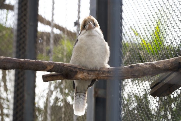 mensore21's tweet image. ワライカワセミ🍙
江戸川区自然動物園

#ワライカワセミ #Kookaburra #カワセミ #kingfisher #江戸川区自然動物園
#鳥 #動物園 #bird #zoo #鳥写真好きな人と繫がりたい #鳥好きな人と繫がりたい #鳥が好き 

🐳