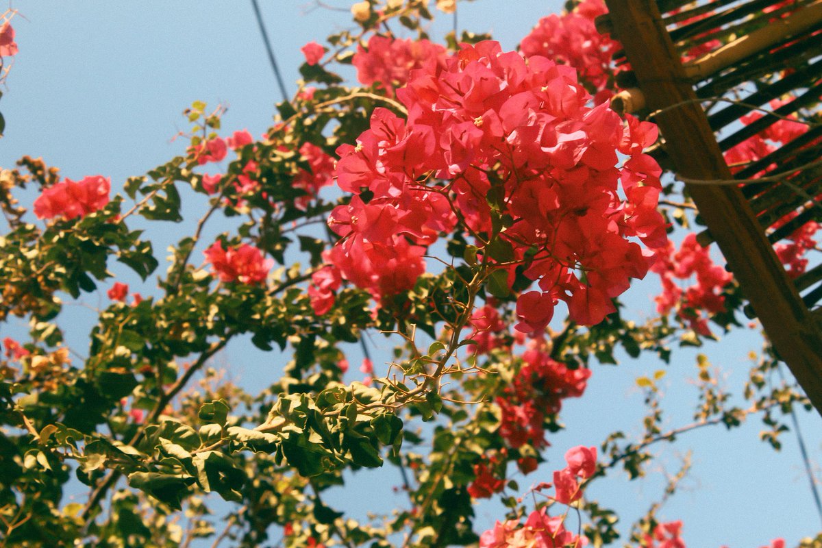 شـ𖤓ـس tweet media