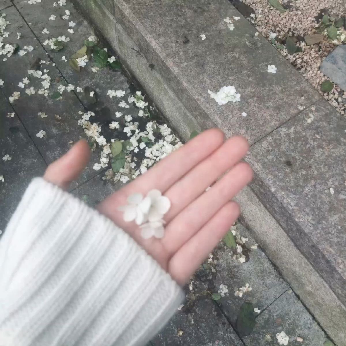 𝐦𝐢𝐧 tweet media