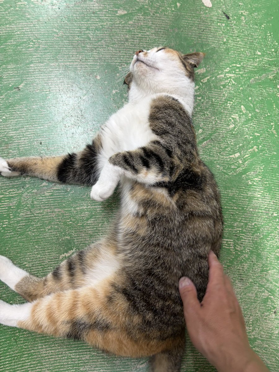 『守山丸』スタッフT🐟 tweet media