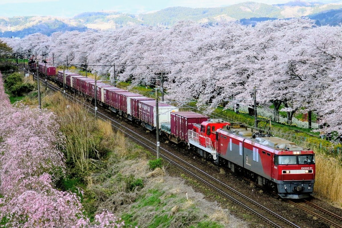 TE1365's tweet photo. 4081レ　2026.4.11
EH500-51+ﾑﾄﾞDD200-22+コキ　大河原〜船岡
桜満開の中強風の中定時で通過しました。太陽を期待しましたが、撮れただけ良かったのかもしれません。このあと規制がかかり撮影はこの1本のみ。
このあと福島へ
#EH500
#4081レ
#貨物列車
#一目千本桜
#船岡城址公園
#船岡
#大河原 https://t.co/tmUOluamJu