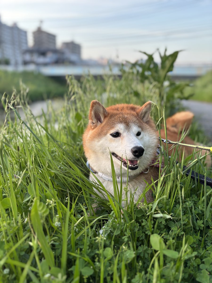 今日の黄昏れ柴
急に草が伸びてきたワン
#柴犬　#犬
#川散歩
#柴犬が好きすぎるで使っていいよ