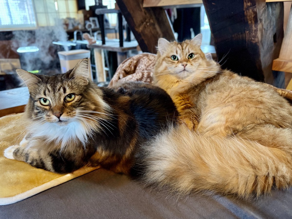 PORTA｜MaineCoon & Siberian (@pusuke44055134) / Posts / X