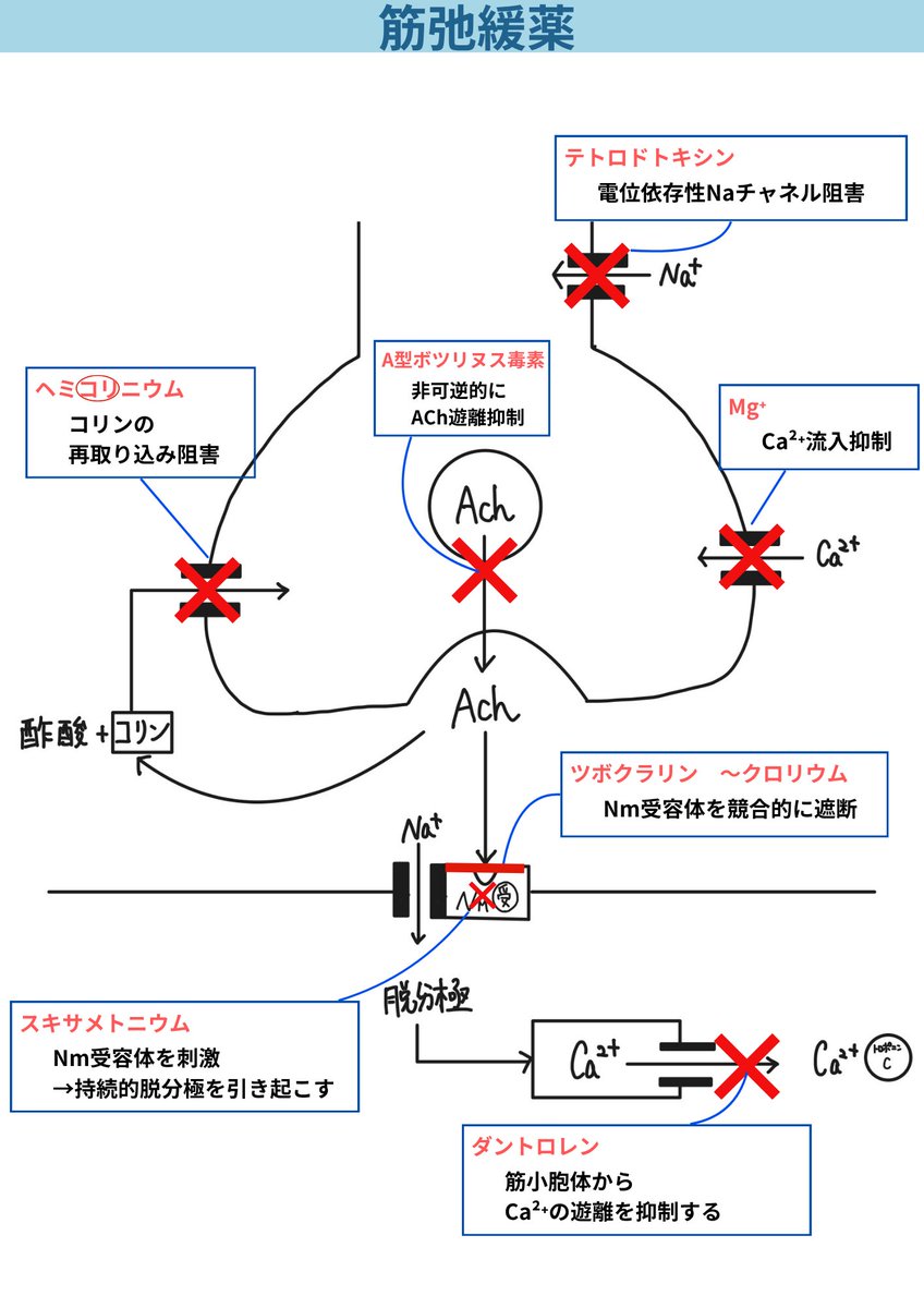 薬学サポーター とも tweet media