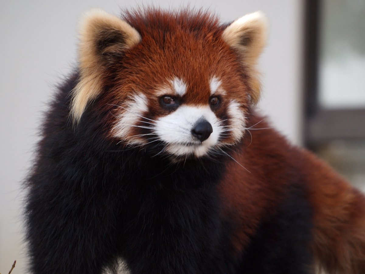 Mayuko782 tweet media