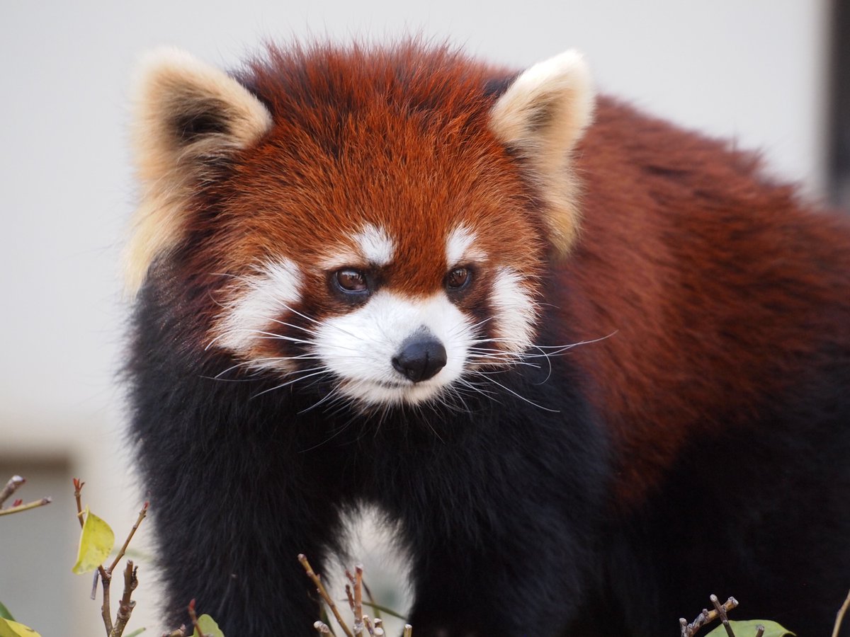 Mayuko782 tweet media