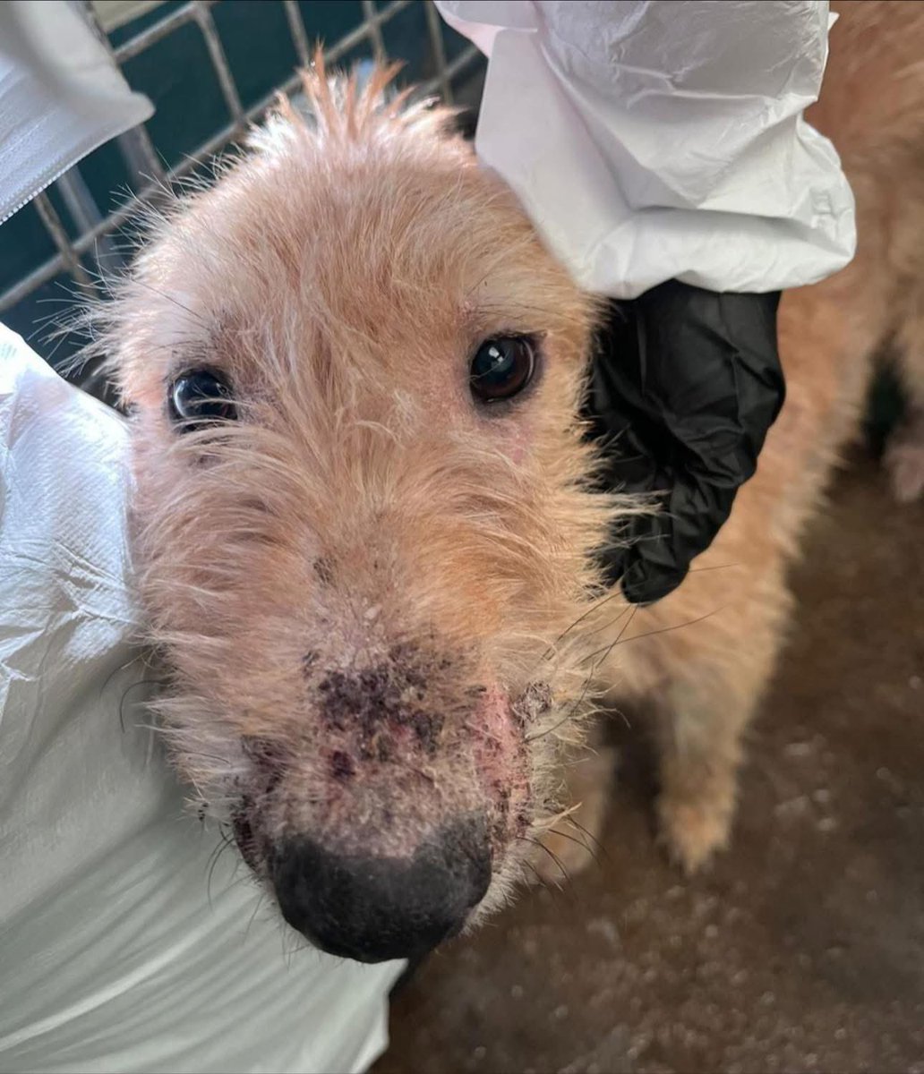 My Lovely Horse Rescue tweet media