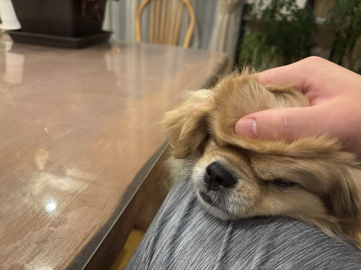 ぽるん tweet media