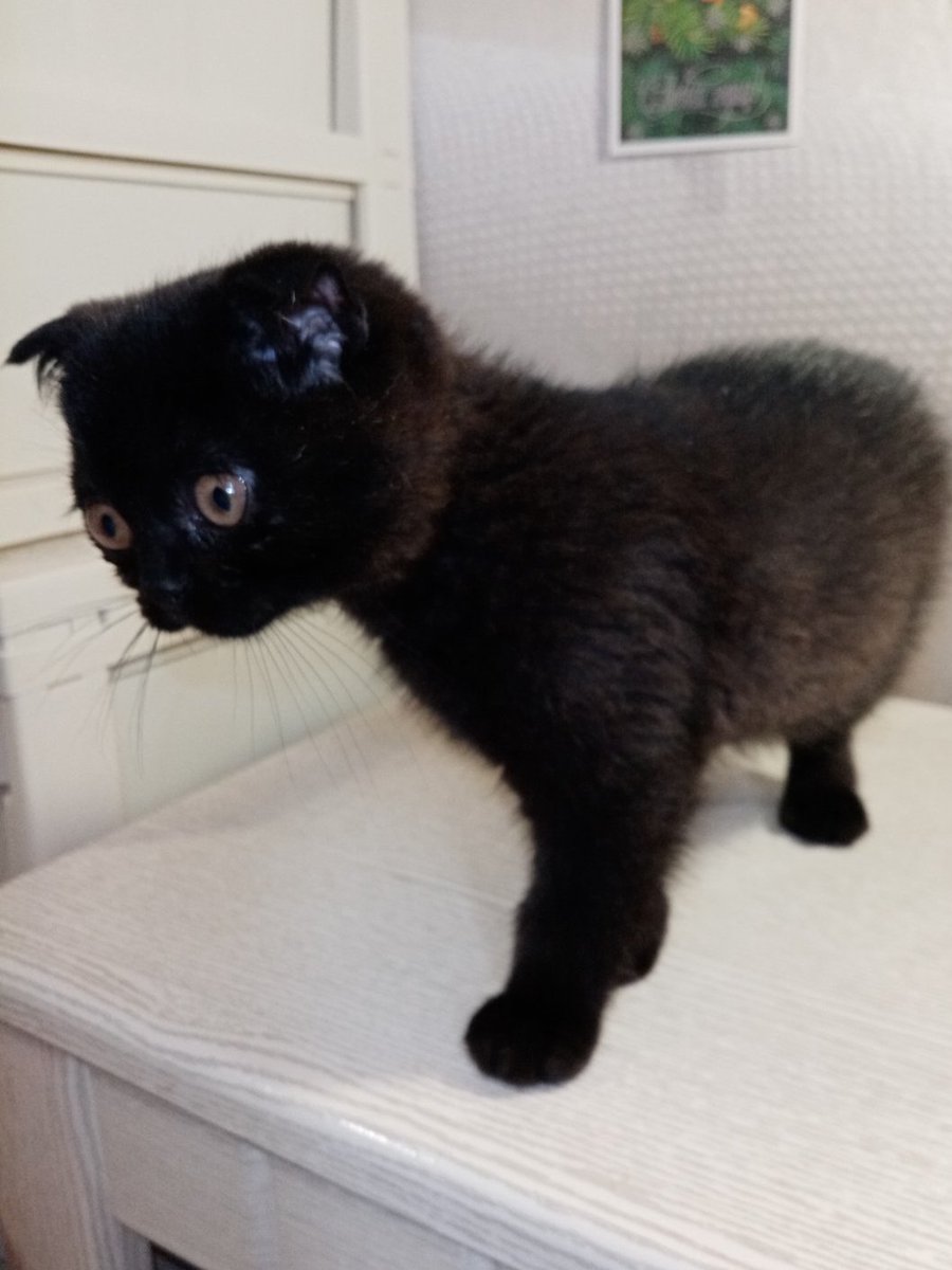 Кот Шурик из Беловежской пущи и его большая семья tweet media