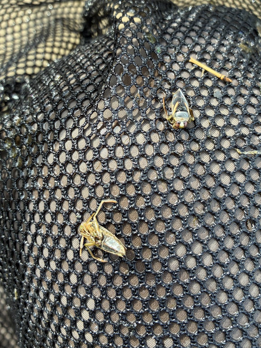 ぽりまぁ tweet media