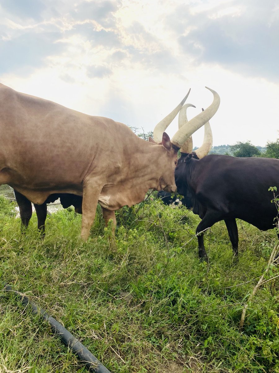 isaac omugina tweet media