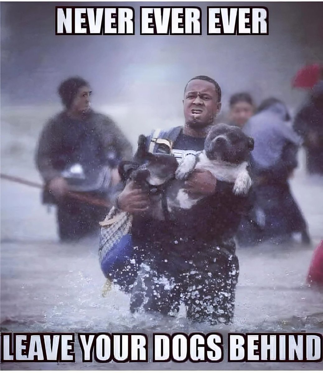 Dog Lovers tweet media