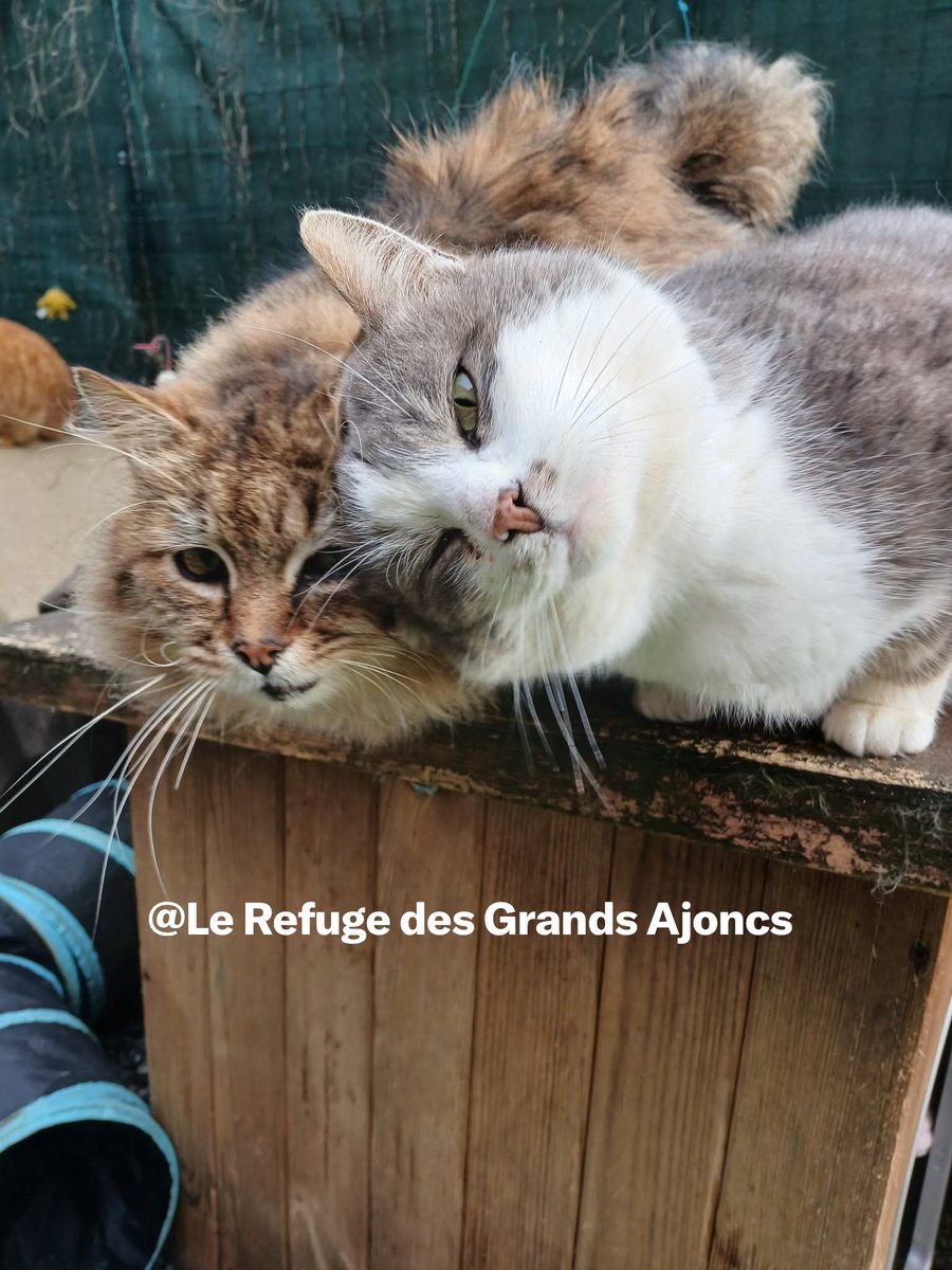Le Refuge des Grands Ajoncs tweet media