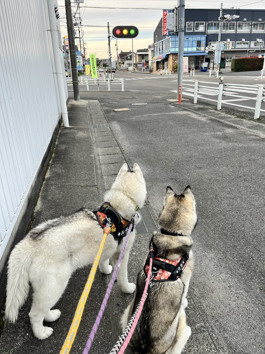 ずぅ（ルディ・ゆき） tweet media