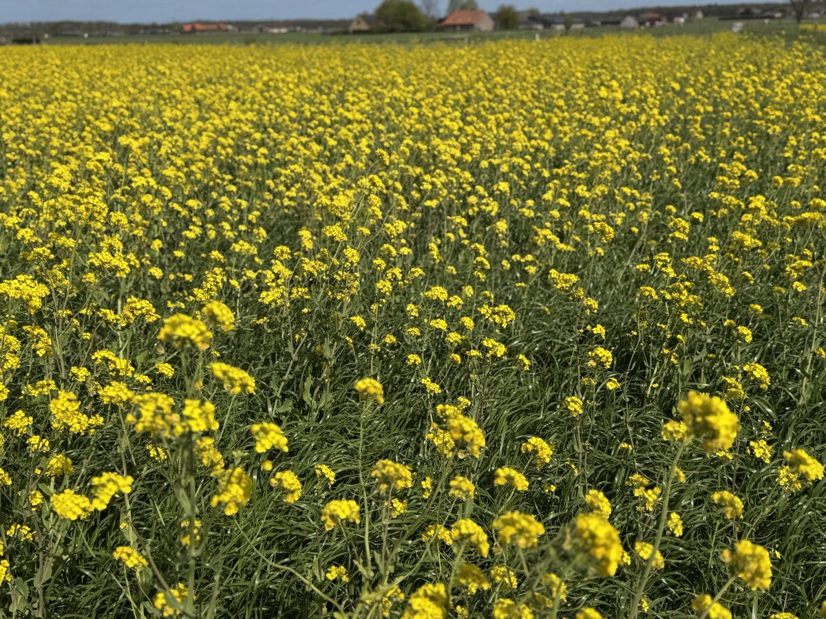 An Declercq tweet media