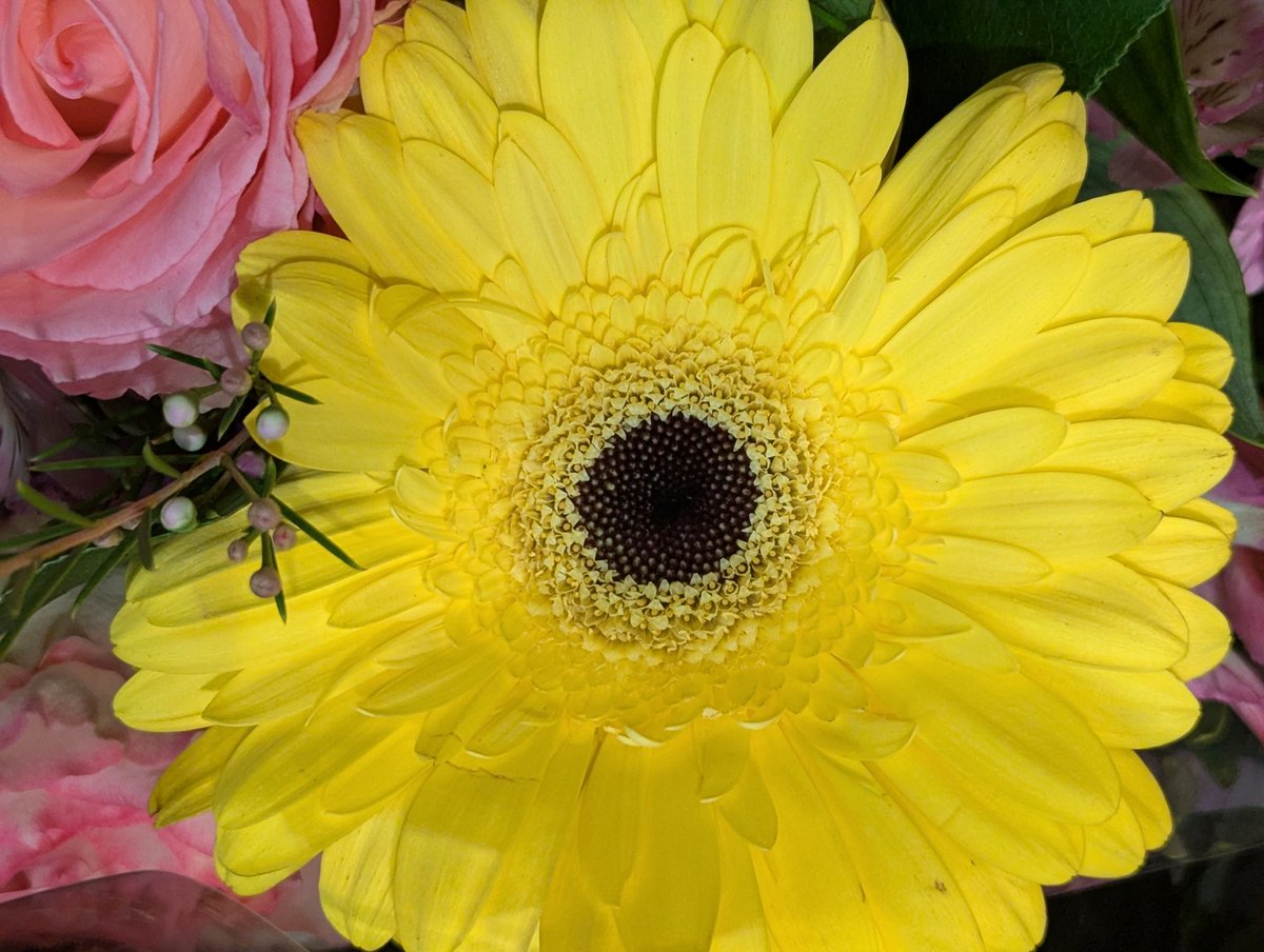 Happy Yellow Sunday everyone #SundayYellow QP or Share your yellow π‘ππ‘π