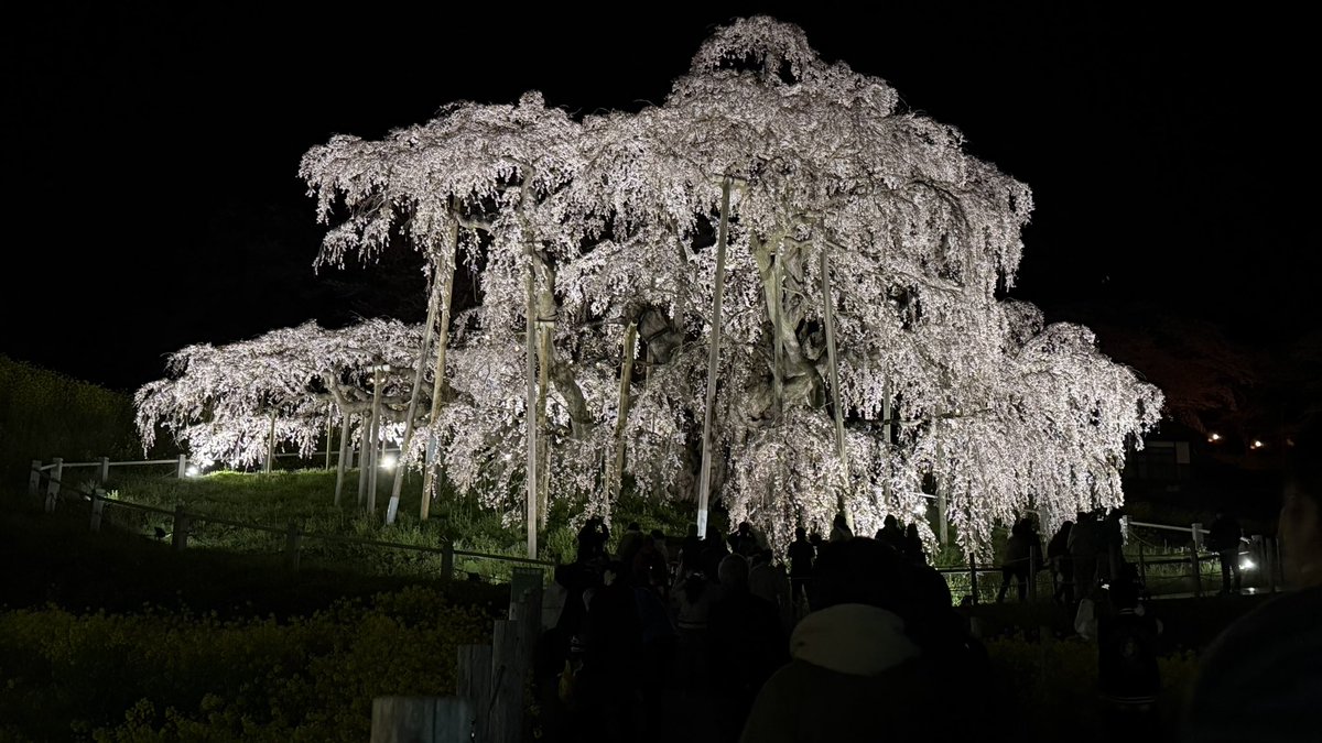 kuki621's tweet photo. 福島県三春滝桜キレイまだ見頃！ https://t.co/lydntDFrxf