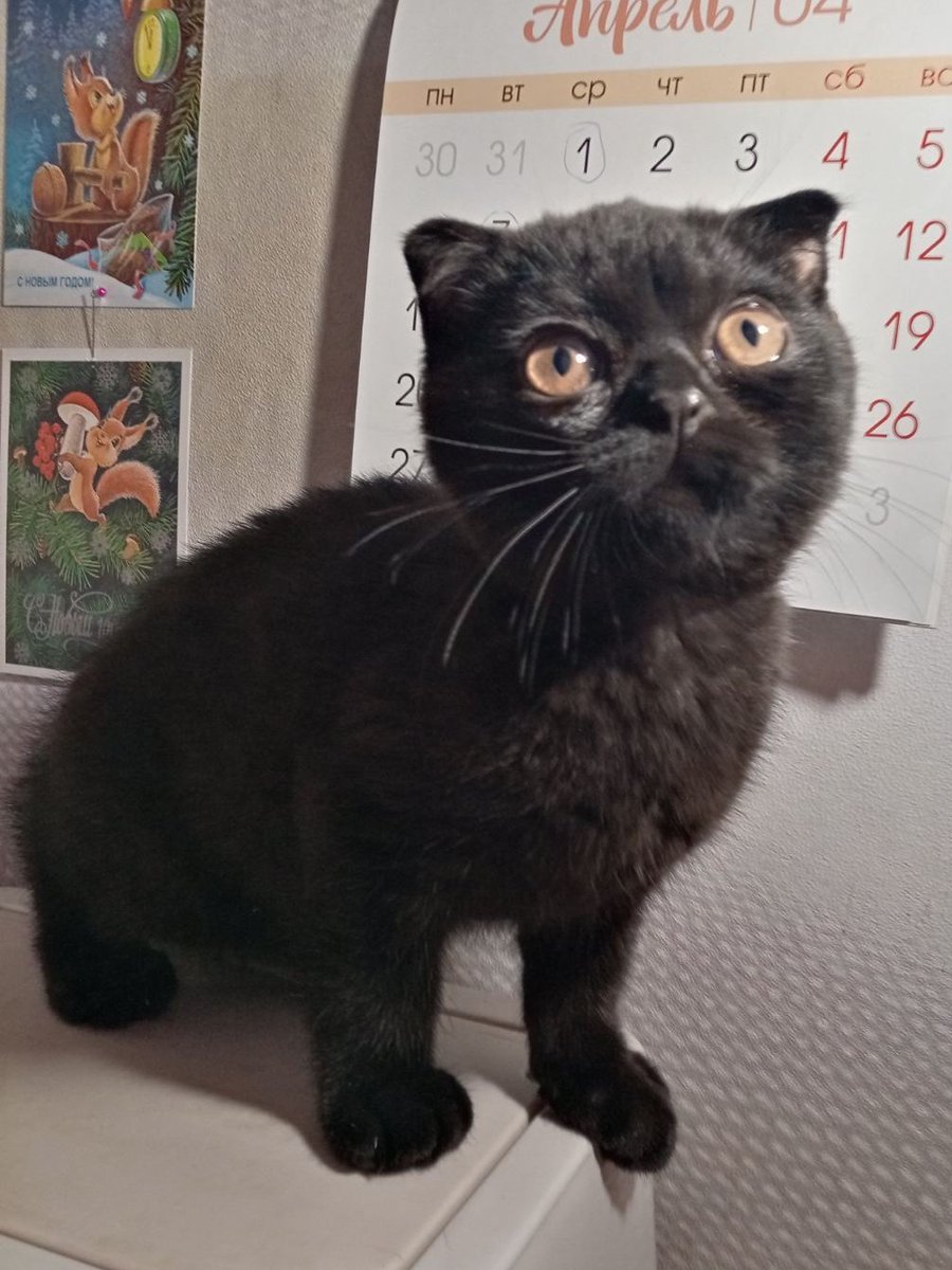 Кот Шурик из Беловежской пущи и его большая семья tweet media