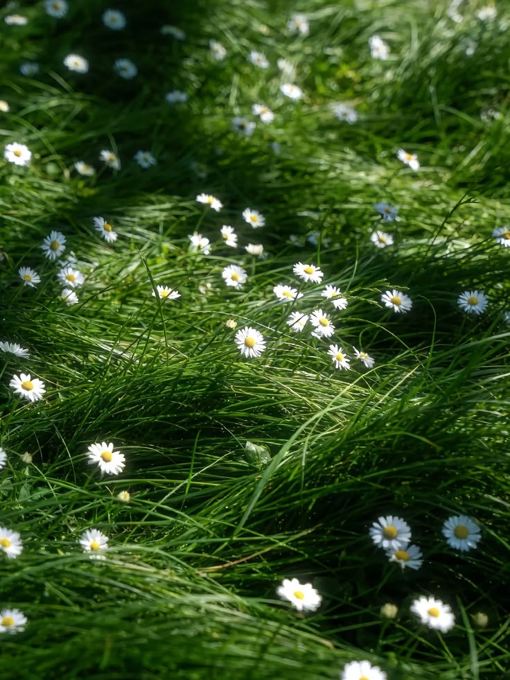 . ݁ ˖๋ ࣭ ⭑˚⊱🌼⊰˚. ݁ ˖๋ ࣭ ⭑