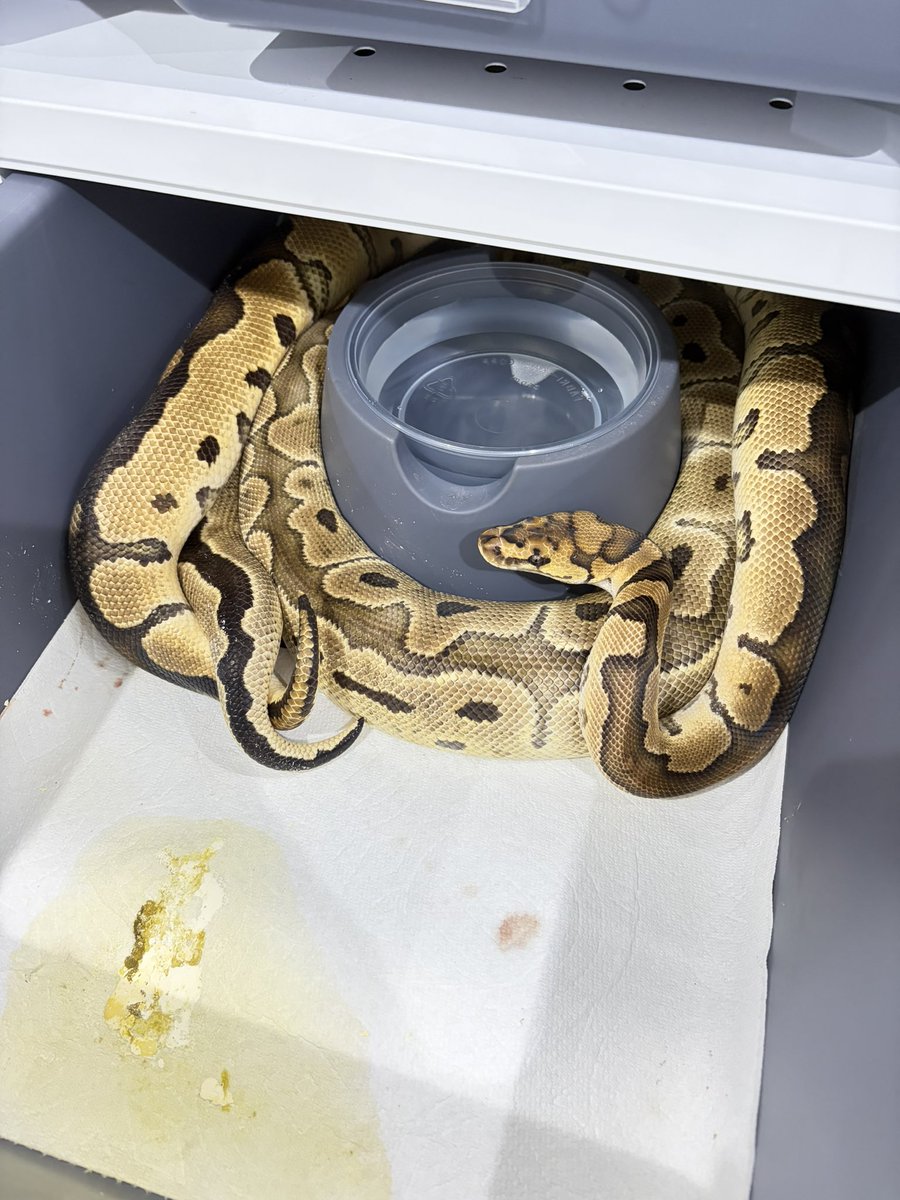 810lasucivia  ブリード情報

1.0  HRA Clown 
            ×
0.1  GHI HRA Clown

GHI  Redaxn  Clown  プロジェクト

指切りはしてるけどメスの排卵待ち😄