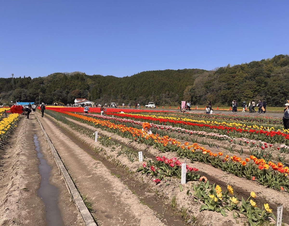 わか＠asterisk pool tweet media