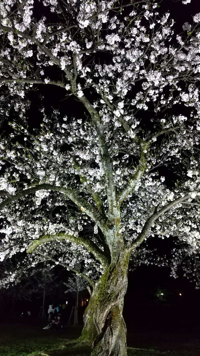 でぃー tweet media