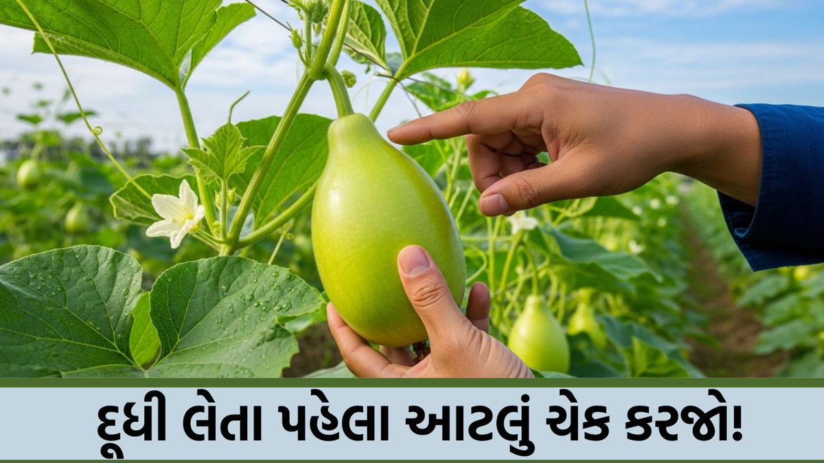 tv9gujarati's tweet photo. બહારથી ચમકતી દૂધી અંદરથી બીજવાળી તો નથી ને? ઘરે લાવતા પહેલા કરો આ ‘નેલ ટેસ્ટ’, જાણો તાજી દૂધી પારખવાનું વિજ્ઞાન
#KitchenTips #HealthyLiving #FoodTips #VegetableTips #BottleGourd #Lauki #HomeRemedies
#HealthyFood #NutritionTips
https://t.co/1TEOUJvuf2 https://t.co/3sP5odKm7X