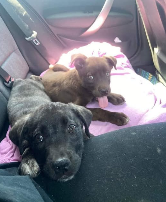 Tweets of Dogs tweet media