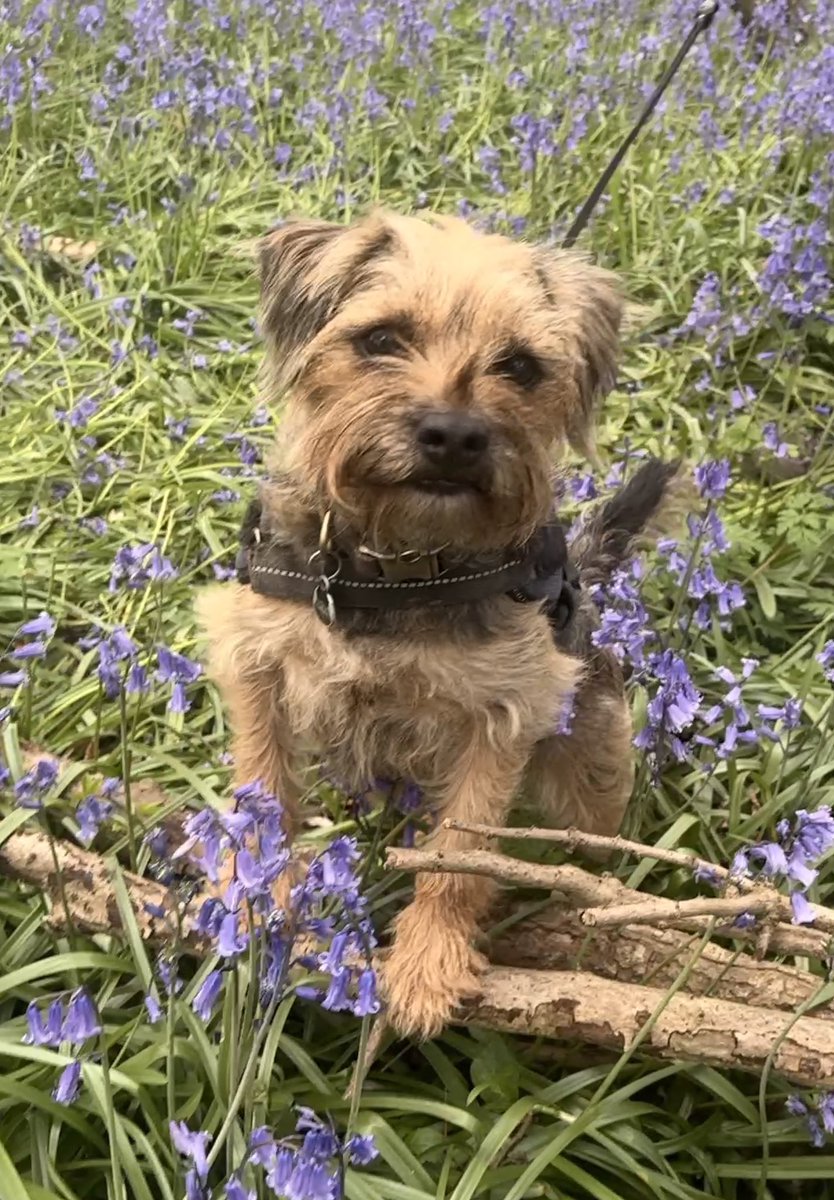 Miss Scraggy Agnes tweet media