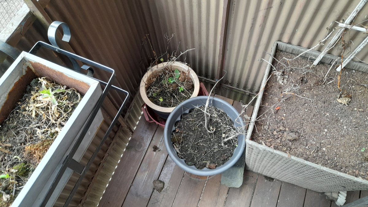 SwedishGamester's tweet image. I've removed old #plants from the flower boxes on my #balcony, and also threw away some #PottedPlants that's seen #BetterDays. But when I carried the #EmptyPots to my #storage in the #basement I accidently dropped them on the concrete floor! So I got more #work than expected! 😅