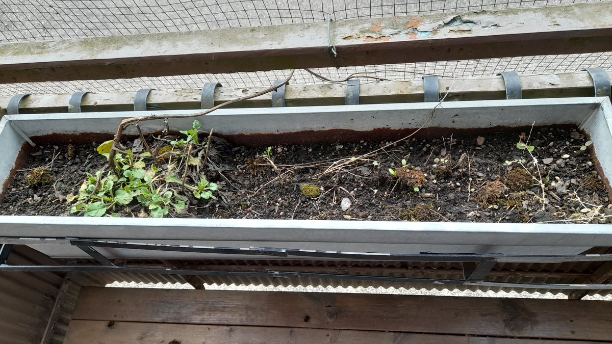 SwedishGamester's tweet image. I've removed old #plants from the flower boxes on my #balcony, and also threw away some #PottedPlants that's seen #BetterDays. But when I carried the #EmptyPots to my #storage in the #basement I accidently dropped them on the concrete floor! So I got more #work than expected! 😅