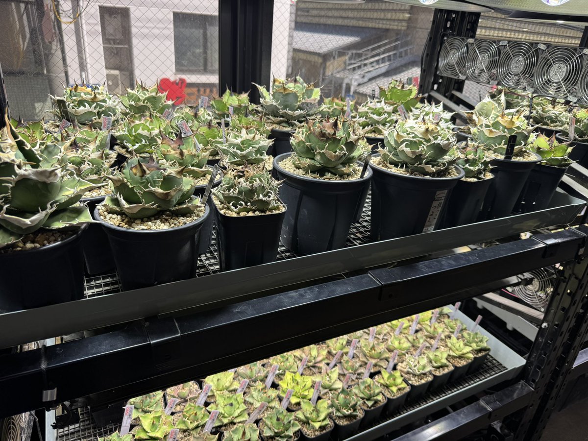 YON3 tweet media