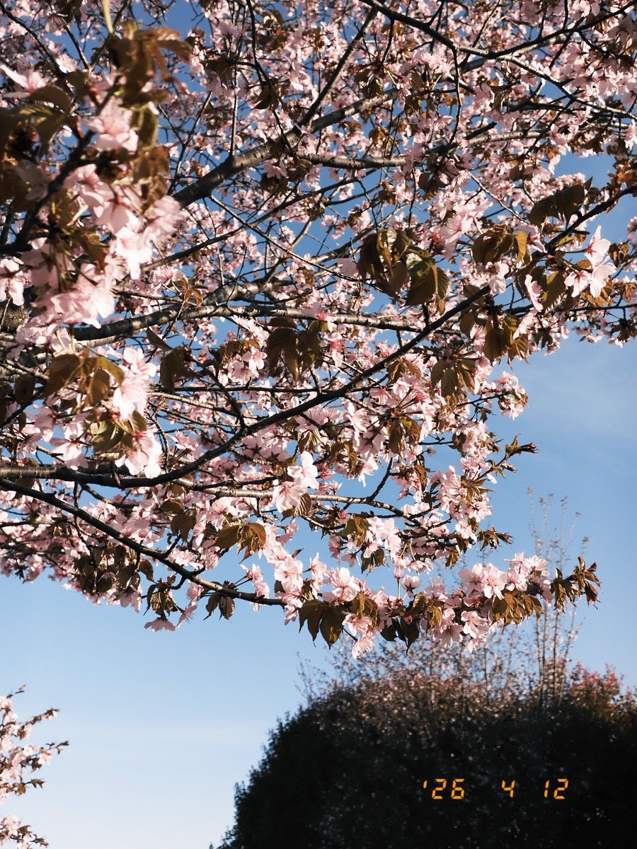 はるきちゃん tweet media