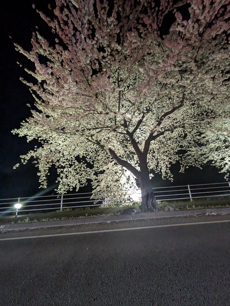 青い人【蒼い人】 tweet media