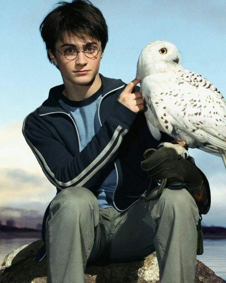 Acervo do Potter tweet media