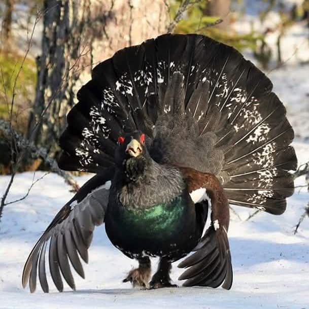 PHatunen's tweet image. Hyvää sunnuntaita. Have a fine Sunday. Kuva 18.4.2018 Vaala.
#birds #spring #Finland #april