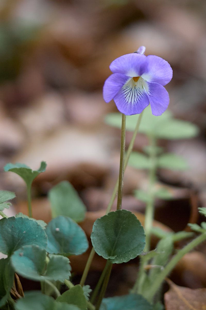 植物が好きな登山ガイド tweet media