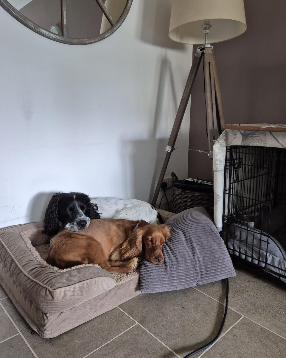 DT_Glasgow's tweet image. It's #SuccessStory features Hop! Hop was an anxious boy, so it was a slow &amp;amp; steady rehoming process. He is now living his best life exploring and snoozing with BFF Alfie. 

His family say "Adopting Hop has been one of the most rewarding and wonderful things we’ve ever done" 😍🥰