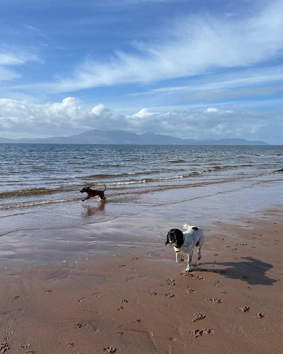 DT_Glasgow's tweet image. It's #SuccessStory features Hop! Hop was an anxious boy, so it was a slow &amp;amp; steady rehoming process. He is now living his best life exploring and snoozing with BFF Alfie. 

His family say "Adopting Hop has been one of the most rewarding and wonderful things we’ve ever done" 😍🥰